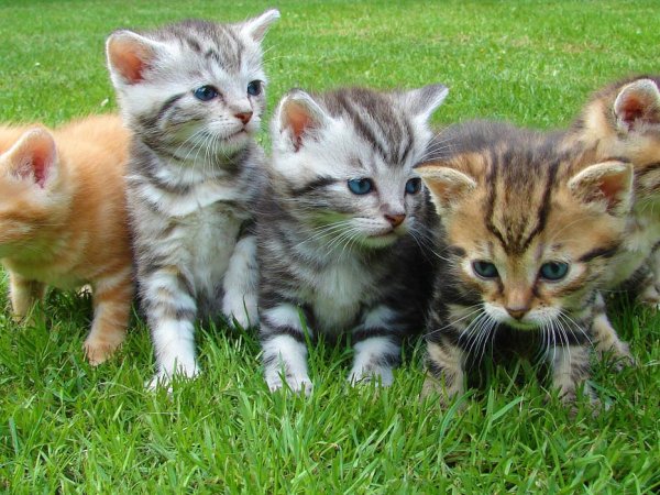 cats