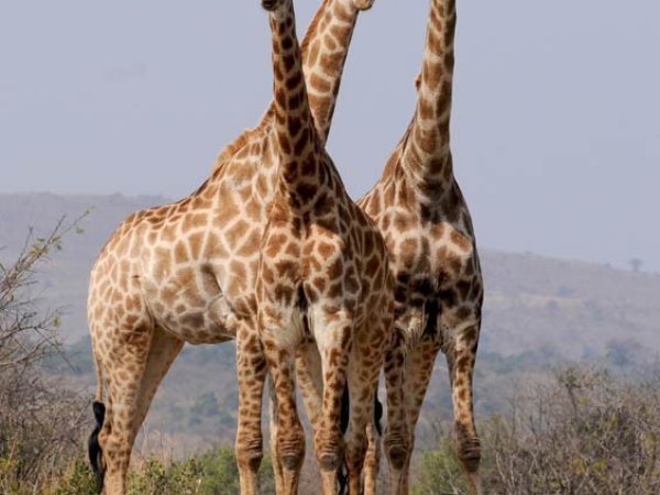 girafe
