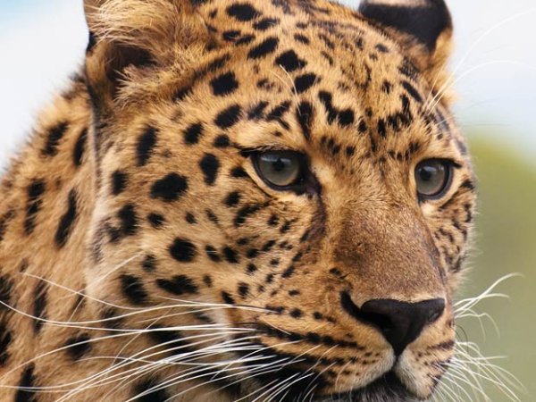 lepard