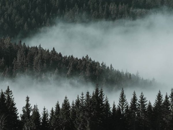 nature2