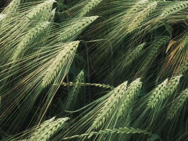 nature7