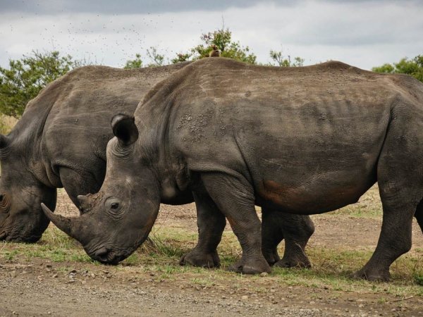 rinos