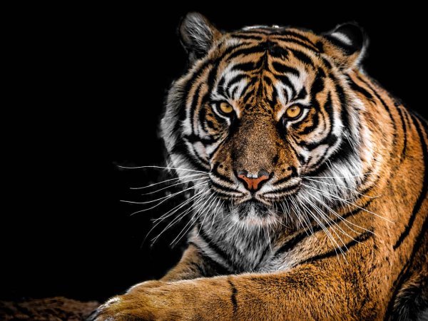 tigre