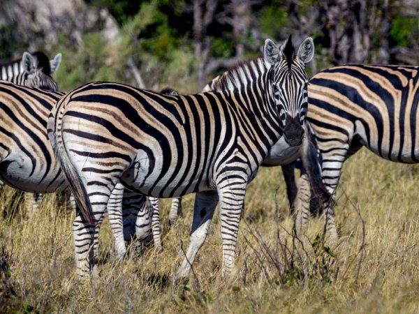 zebra