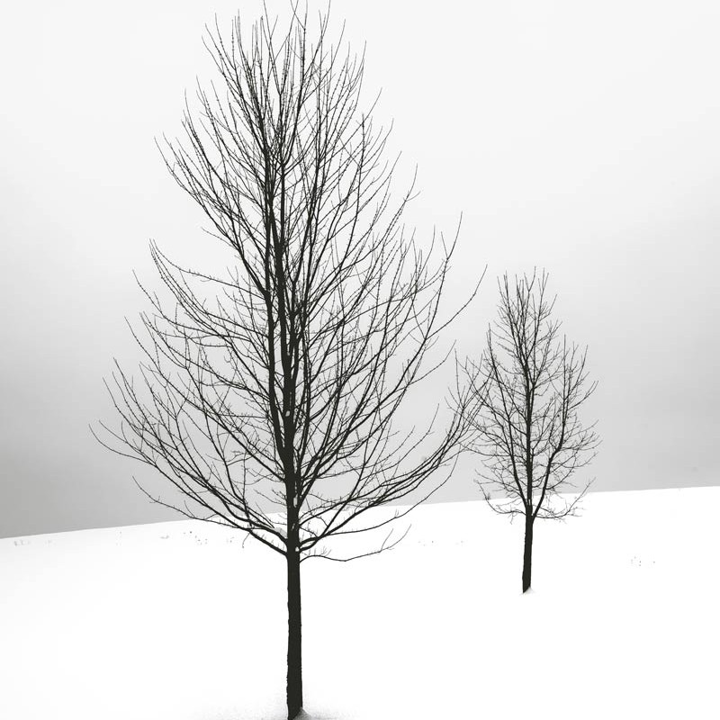 Arboles Grandes