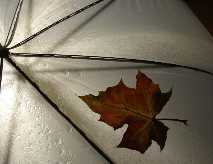 Risus variusn dui sem, vel fring