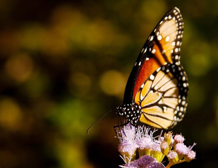 Erat tellus vel inter lacus enim vitae neque