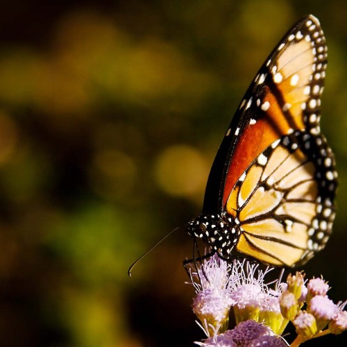 Erat tellus vel inter lacus enim vitae neque