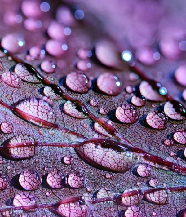 Aliquet tesque risus varius sa