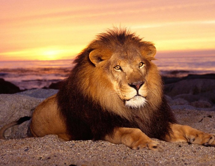 Auctor lacus scel erisque interdu