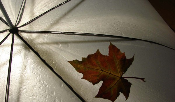 Risus variusn dui sem, ...