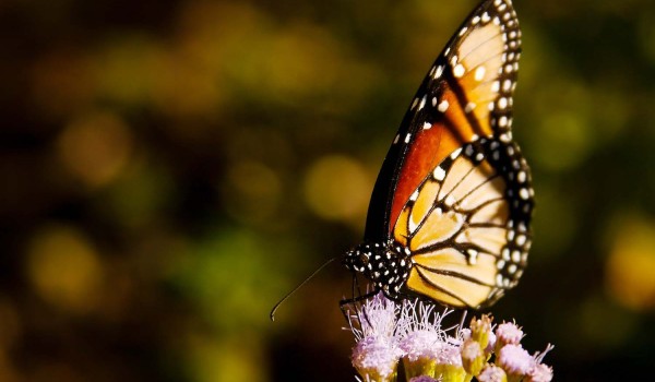 Erat tellus vel inter ...