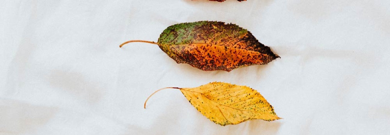 Risus variusn dui se