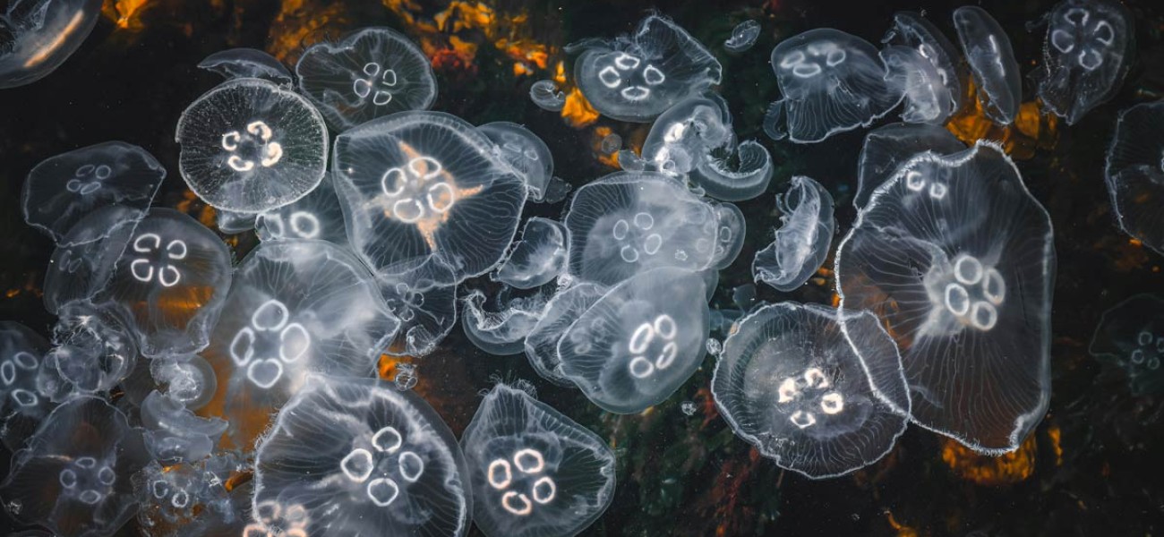 Orttitor acce uismod lorem sag lilos