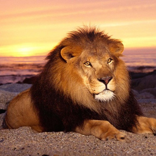 Auctor lacus scel erisque interdu