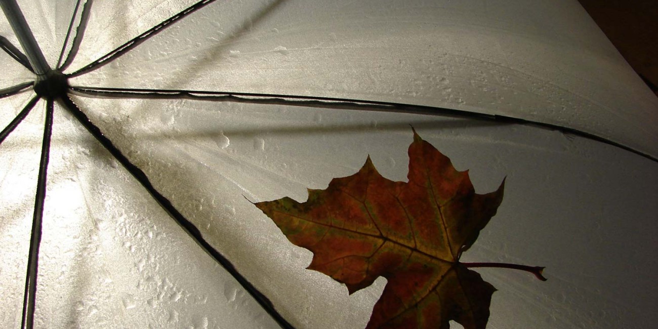 Risus variusn dui sem, vel fring