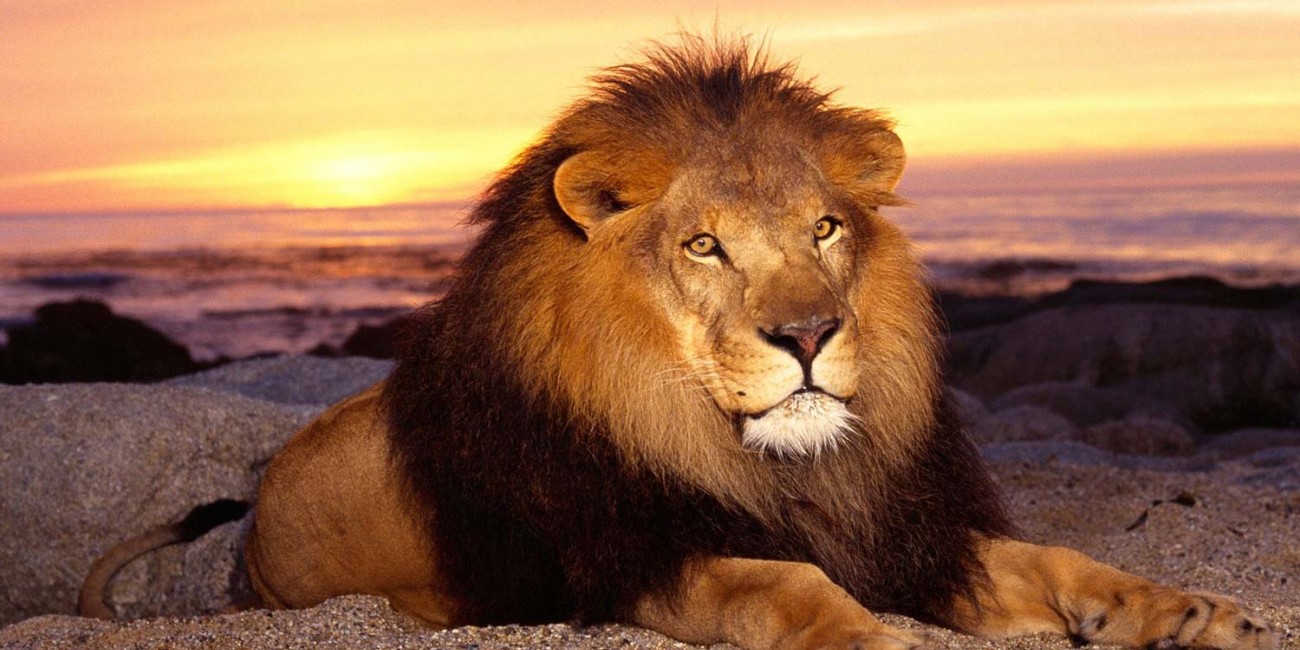 Auctor lacus scel erisque interdu