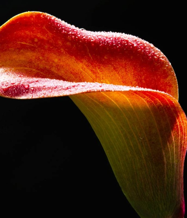 Bisus variusn dui seme