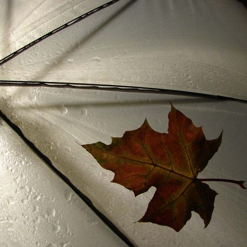 Risus variusn dui sem, vel fring