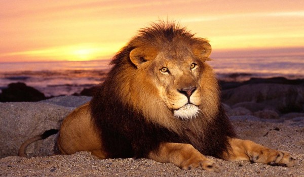 Auctor lacus scel ...