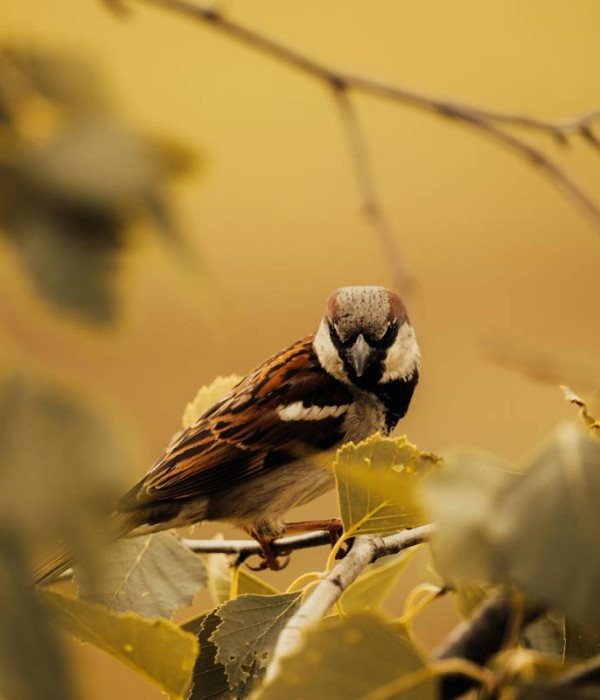 Eget elita lacus inter donec dolor