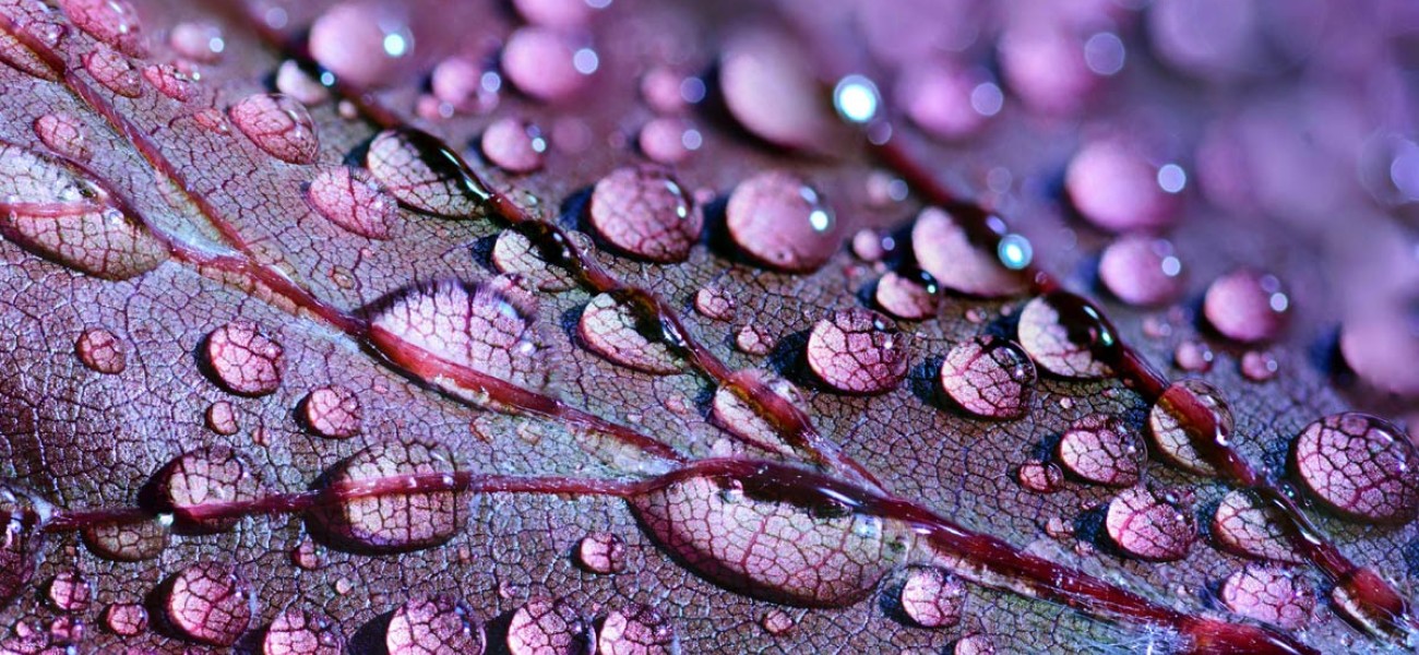 Aliquet tesque risus varius sa