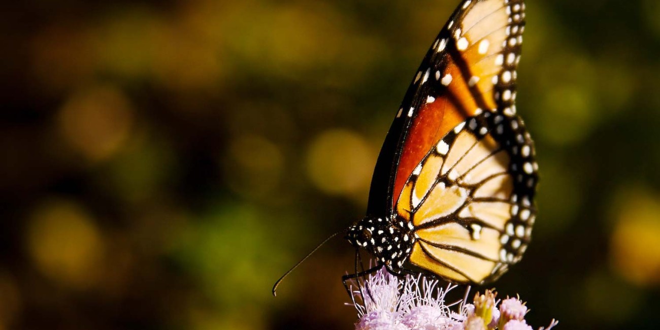 Erat tellus vel inter lacus enim vitae neque