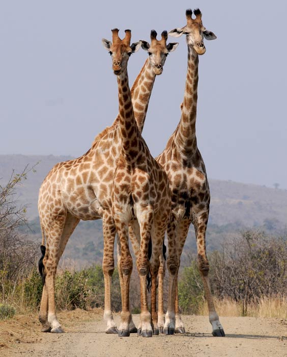 Girafe