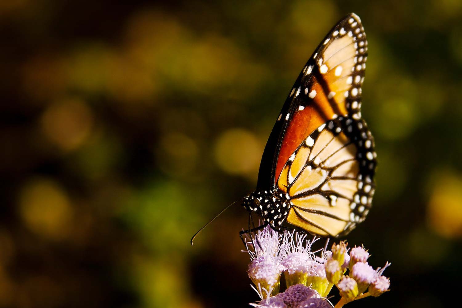 Erat tellus vel inter lacus enim vitae neque