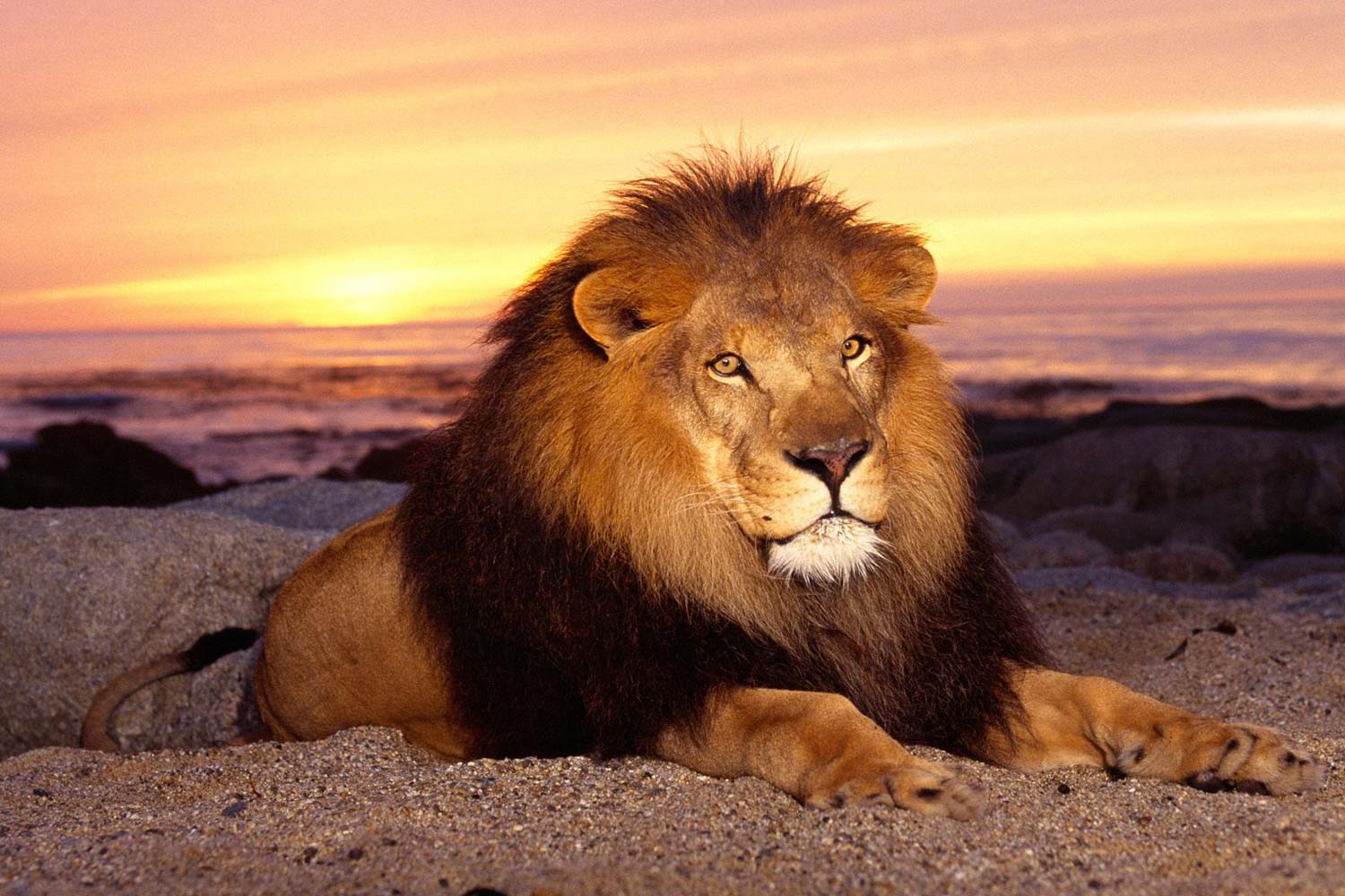 Auctor lacus scel erisque interdu