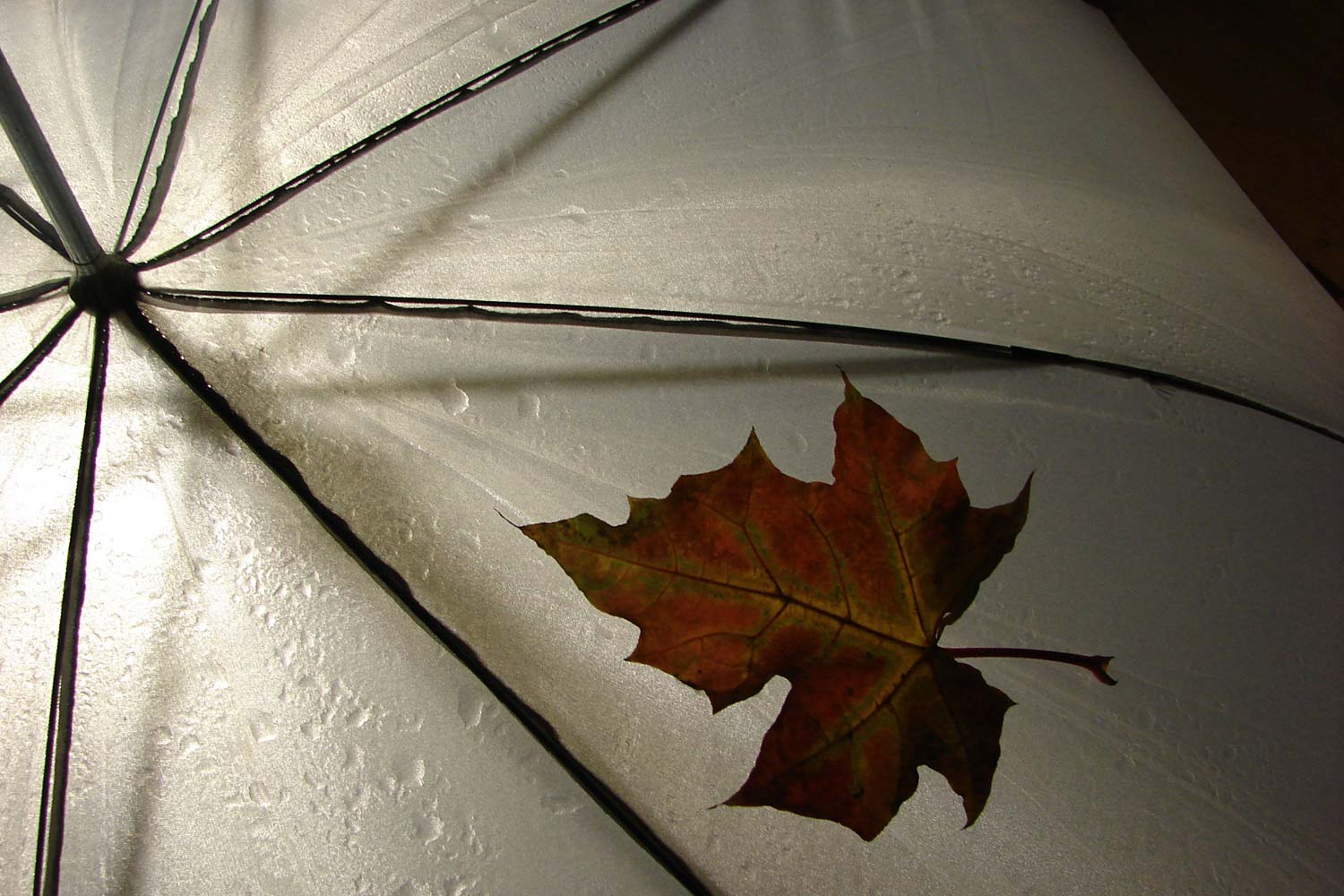 Risus variusn dui sem, vel fring